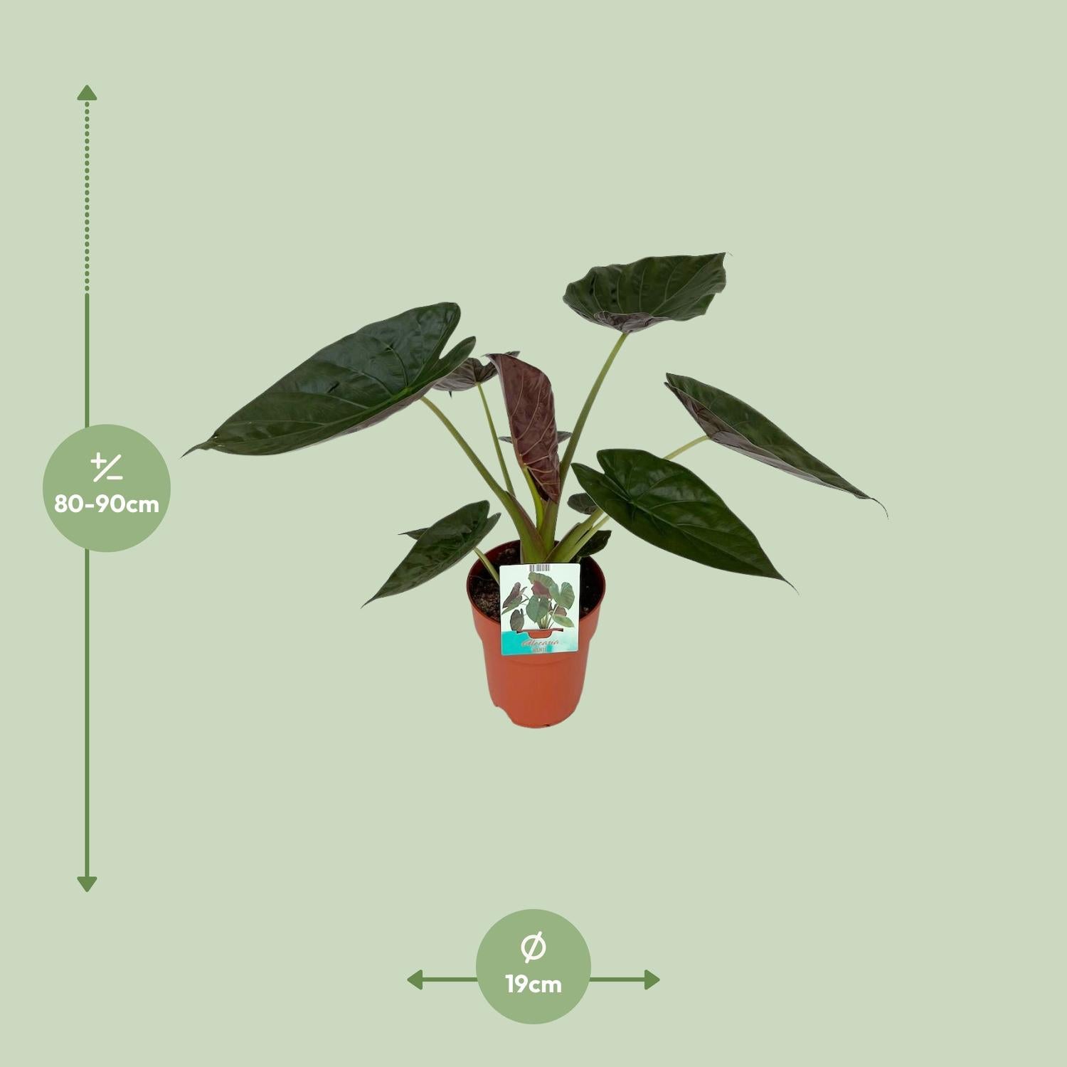 Alocasia Wentii