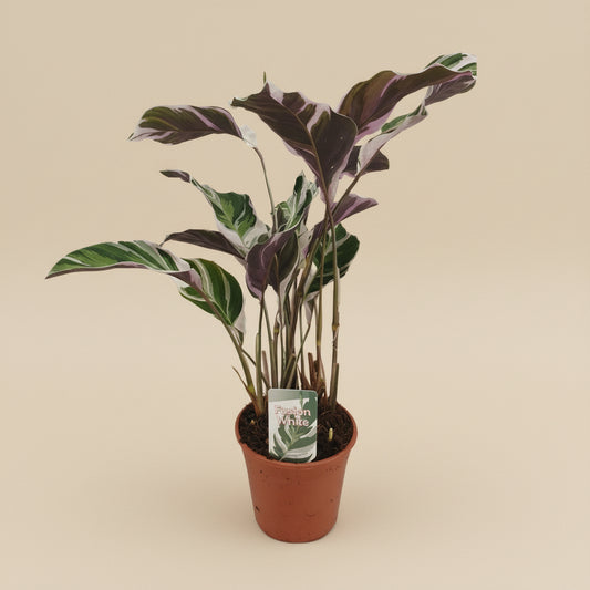 Calathea Fusion White