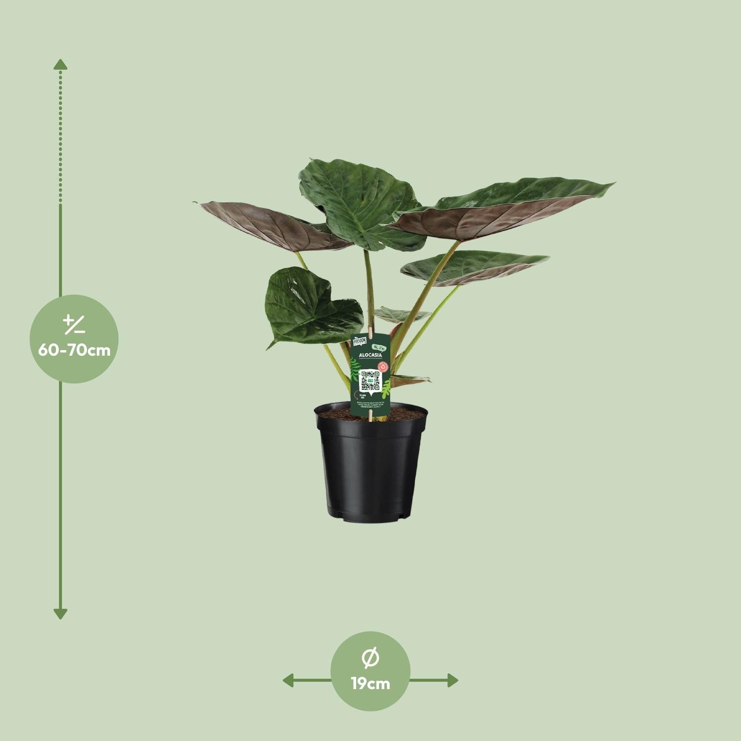 Alocasia Wentii