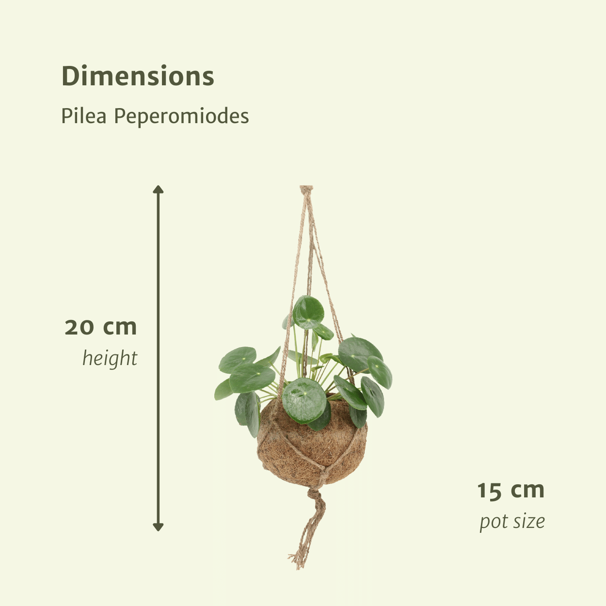 Lot 2x Pilea Peperomiodes