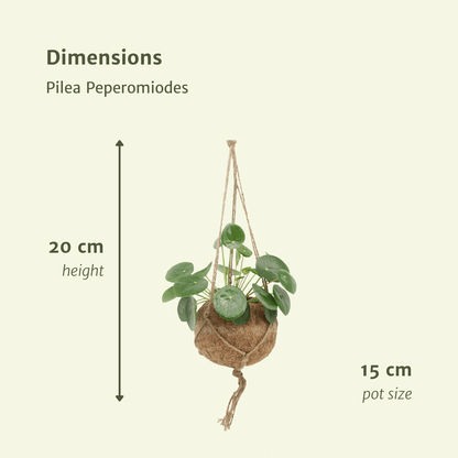 Lot 2x Pilea Peperomiodes