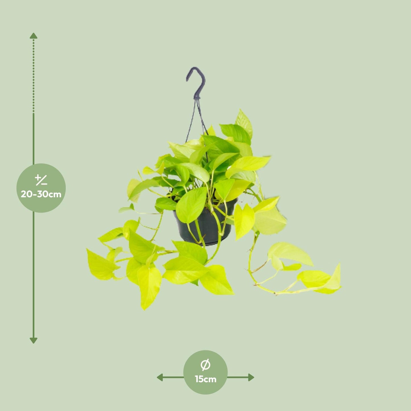 Golden Pothos