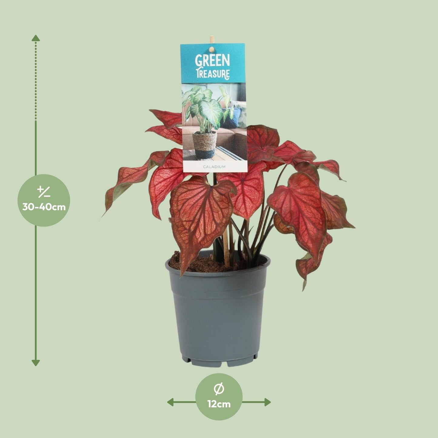 Caladium Rouge -plante d'intérieur