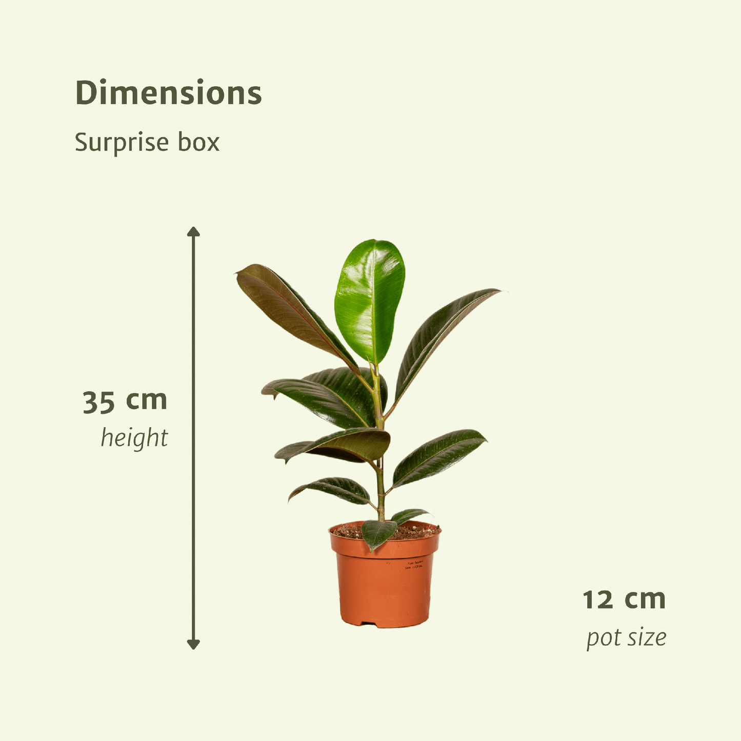 Box surprise