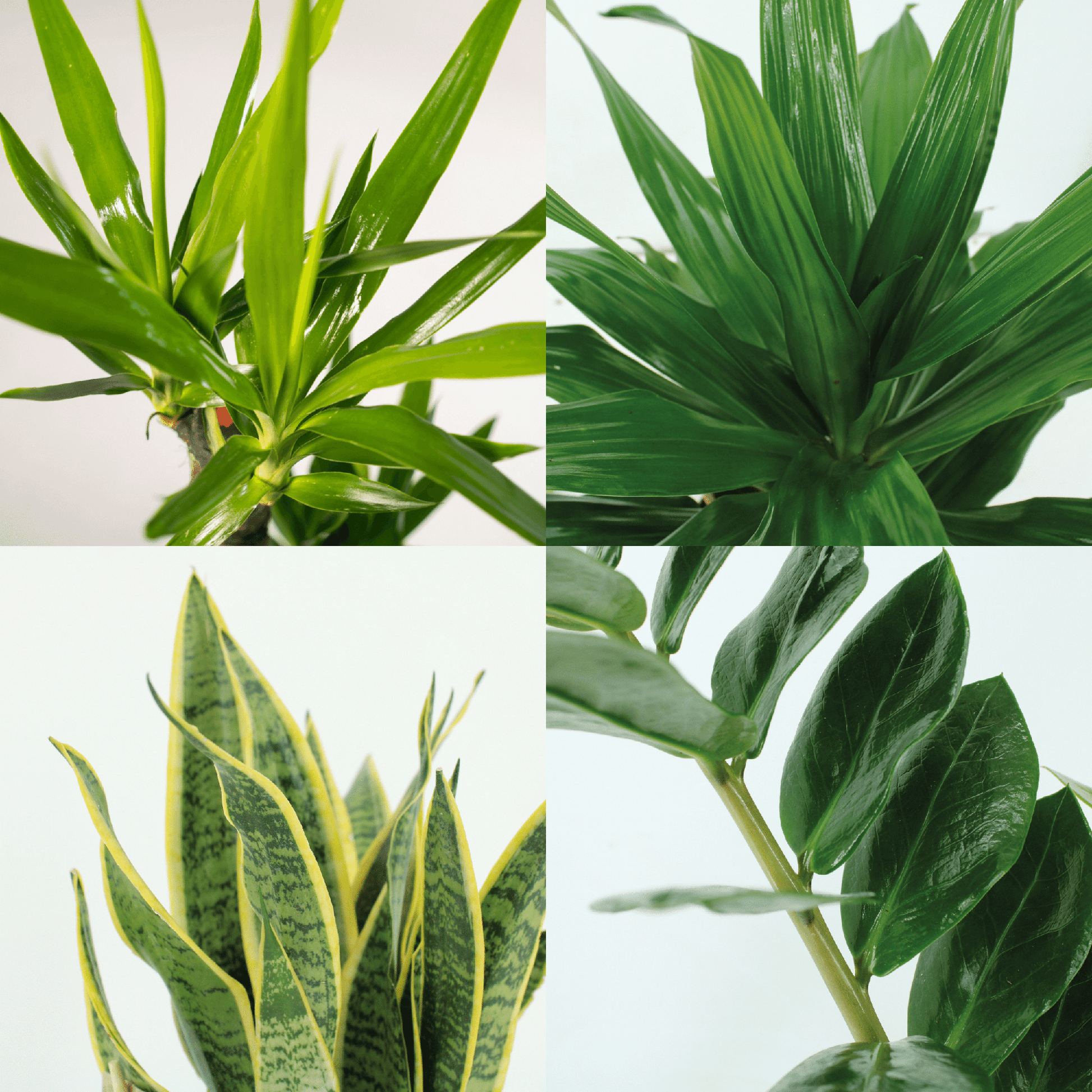 Box plantes Faciles