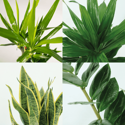 Box plantes Faciles