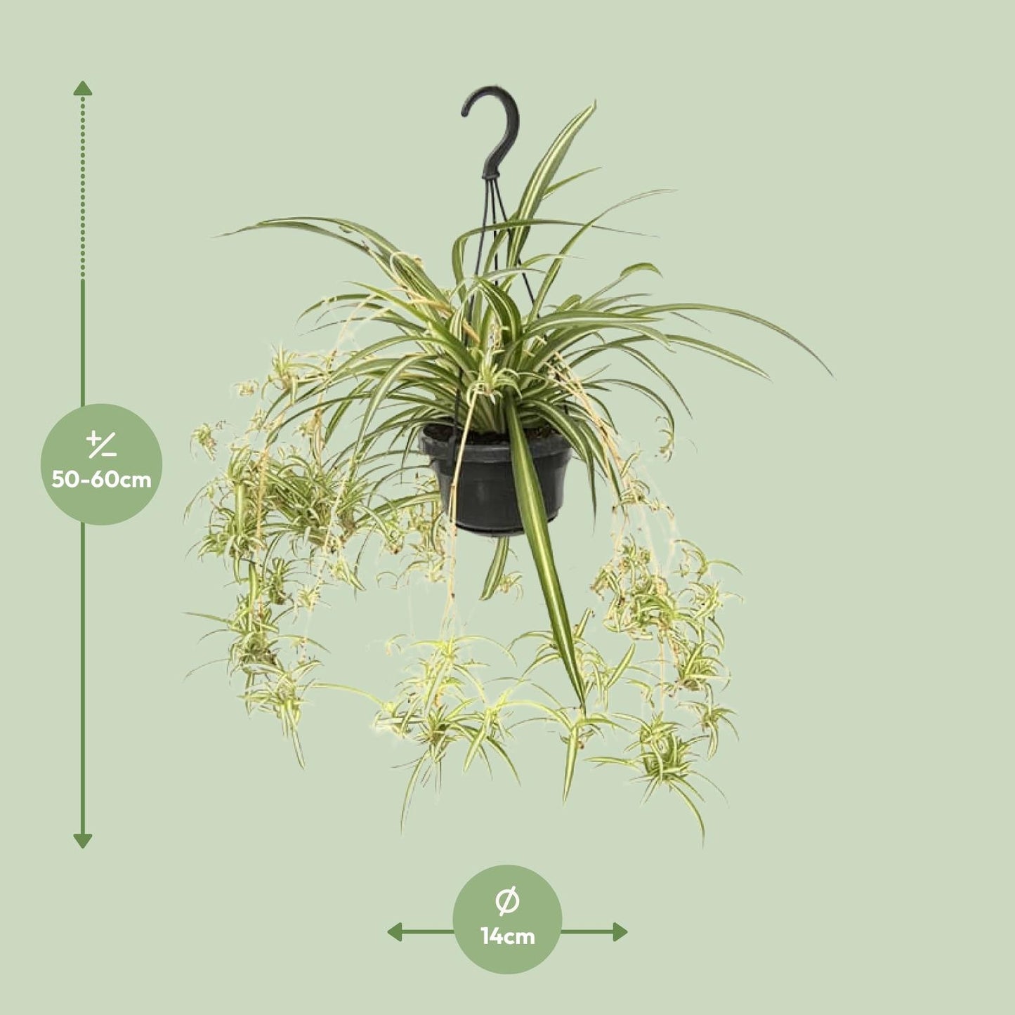 Chlorophytum Panaché M - 55cm