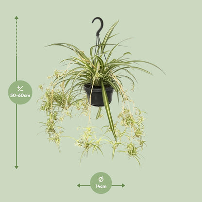 Chlorophytum Panaché M - 55cm