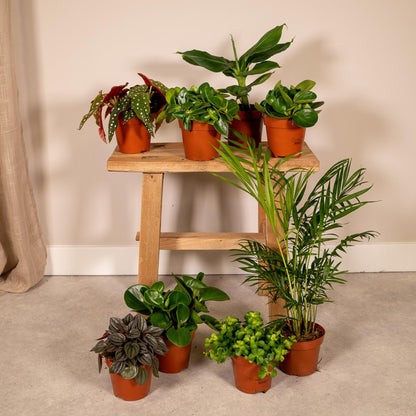 Box surprise petites plantes