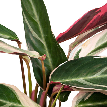  Calathea Triostar - Plante d'intérieur