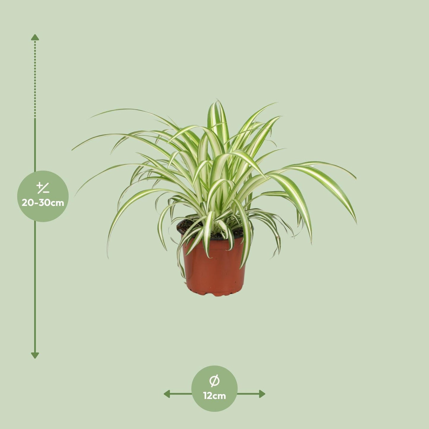 Chlorophytum S - 25cm