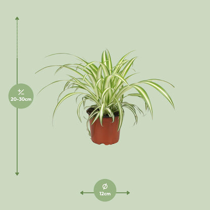 Chlorophytum S - 25cm