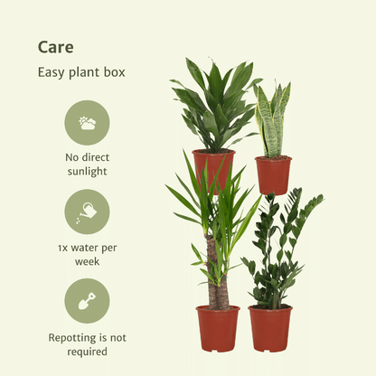 Box plantes Faciles