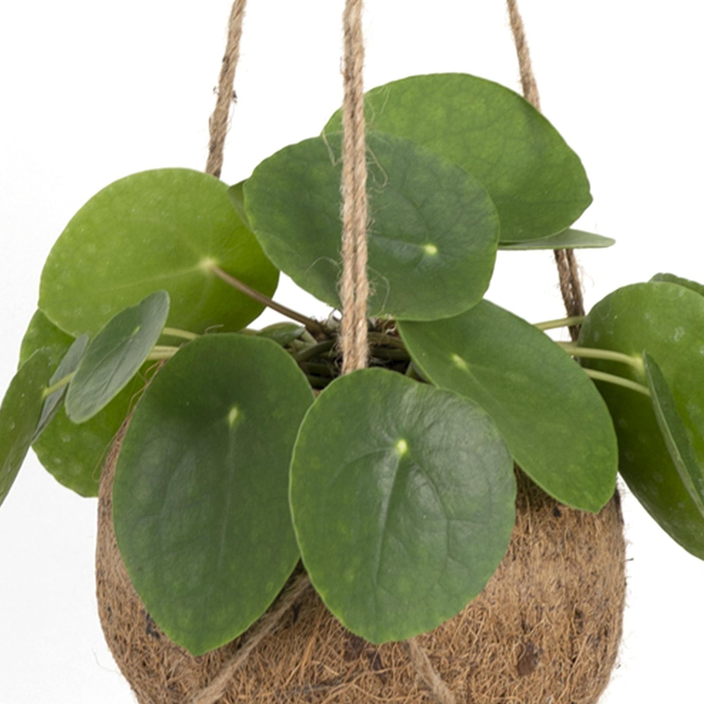 Pilea 