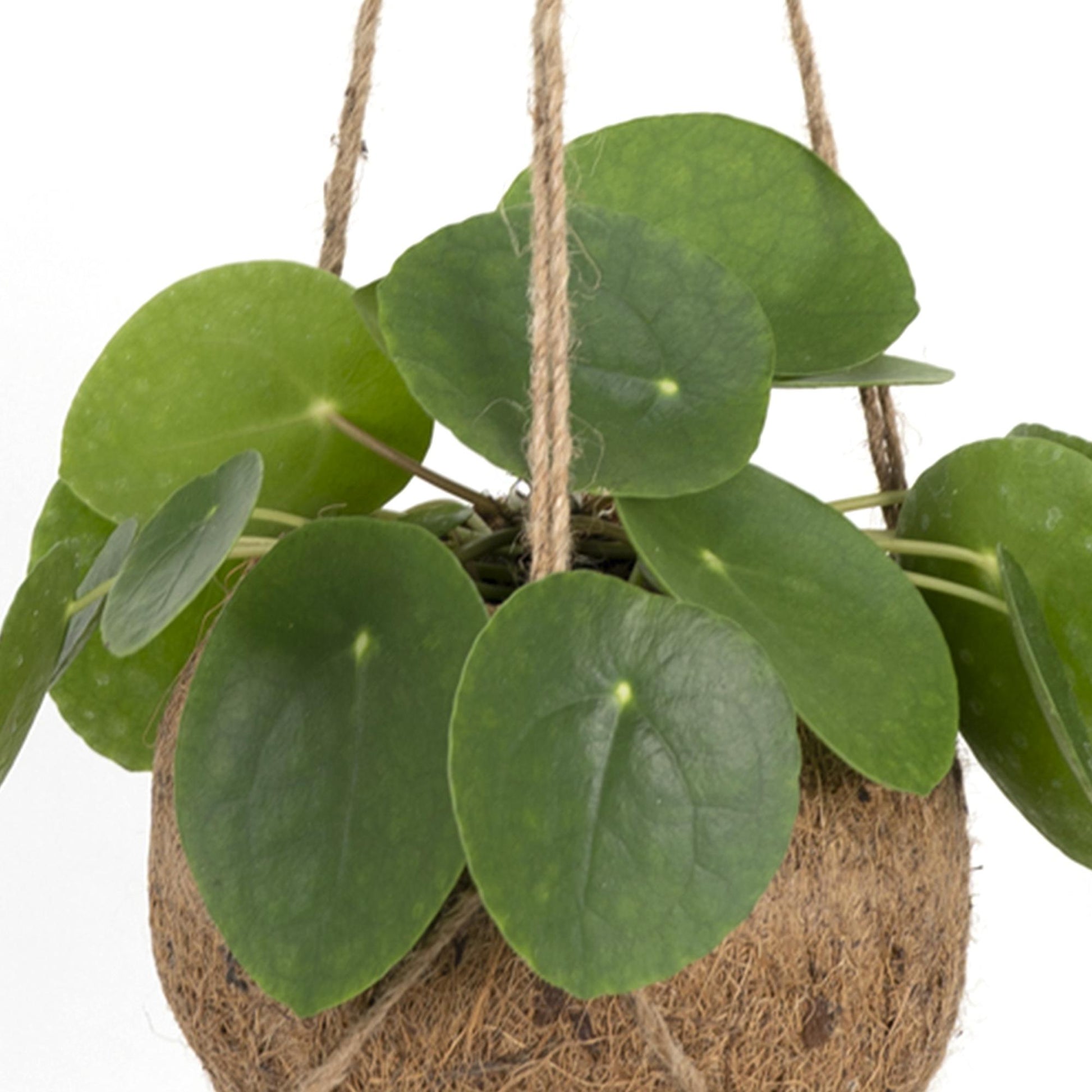 Pilea 