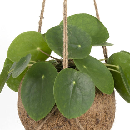 Pilea 
