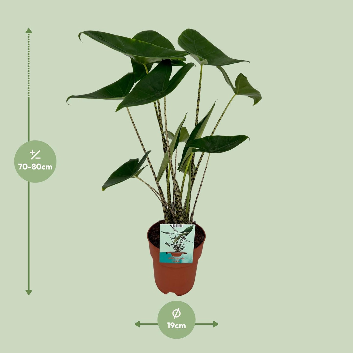 Alocasia Zebrina