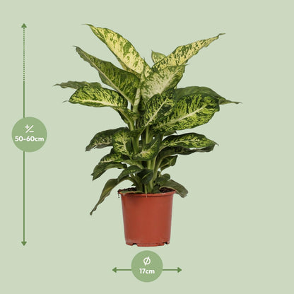 Dieffenbachia Mars M - 50cm