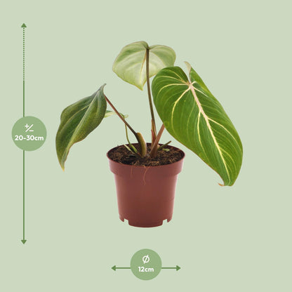 Philodendron Selloum Atom S - 25cm