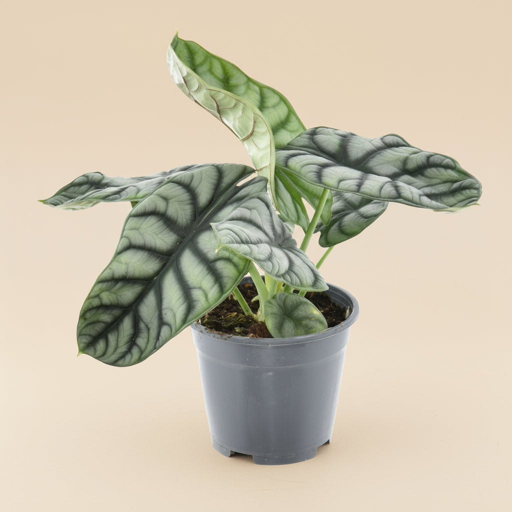 Alocasia Nebula
