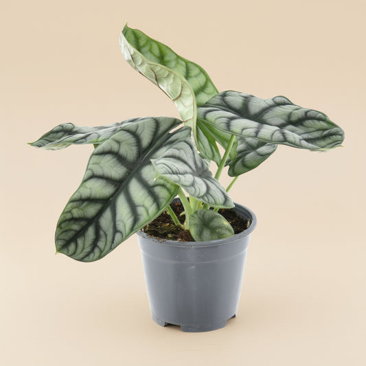 Alocasia Nebula