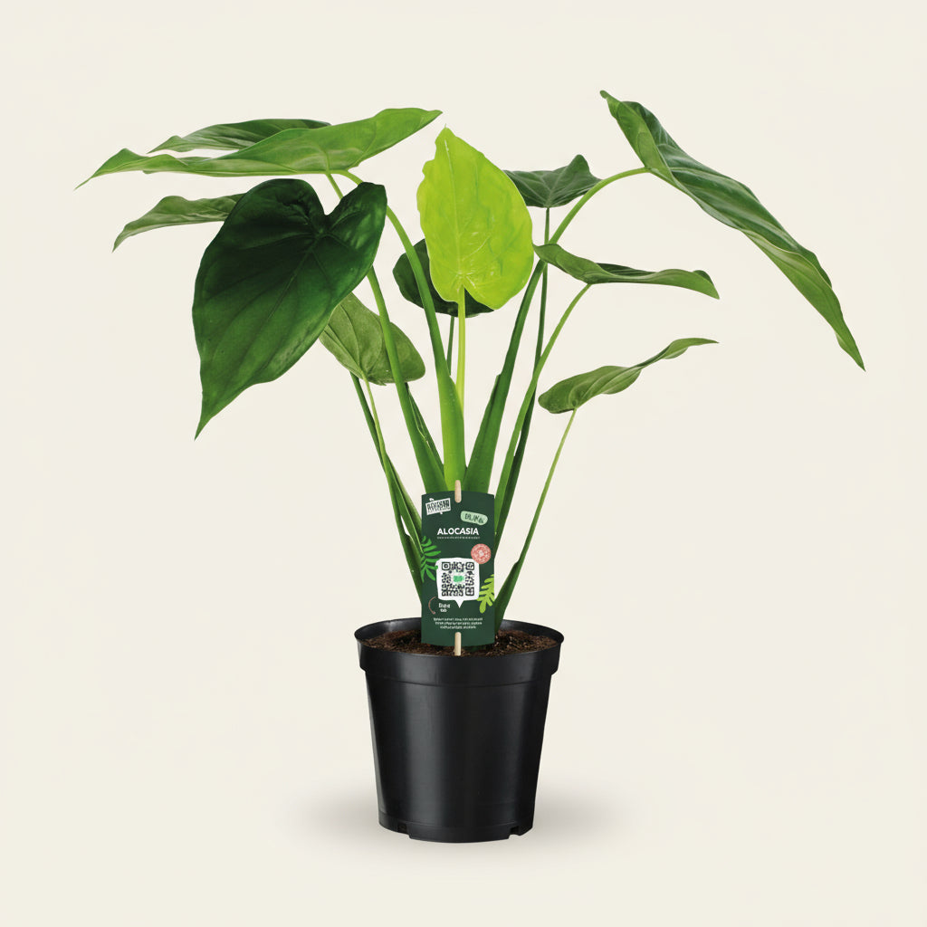 Alocasia Cucullata