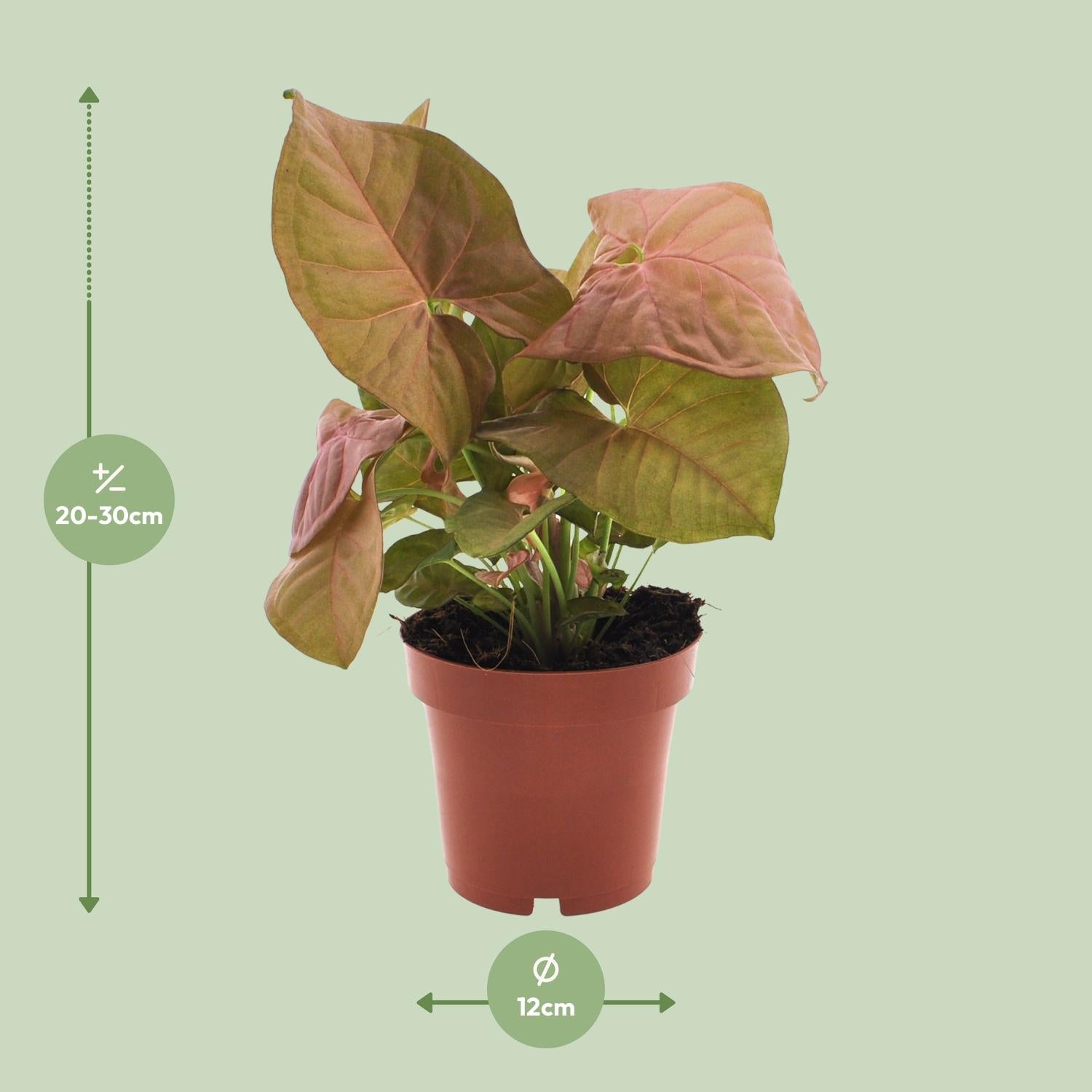 Syngonium Neon - plante d'intérieur