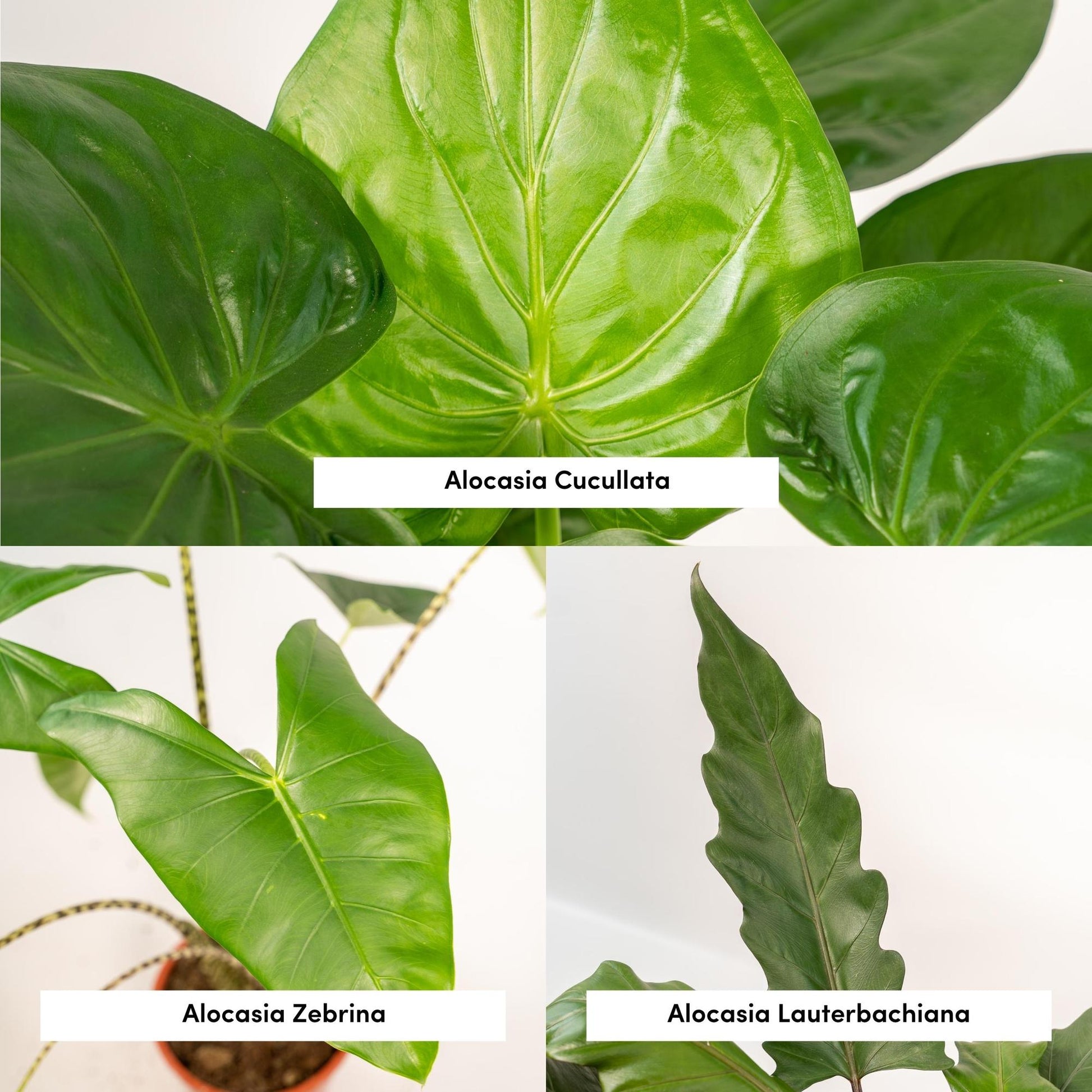 Alocasia 