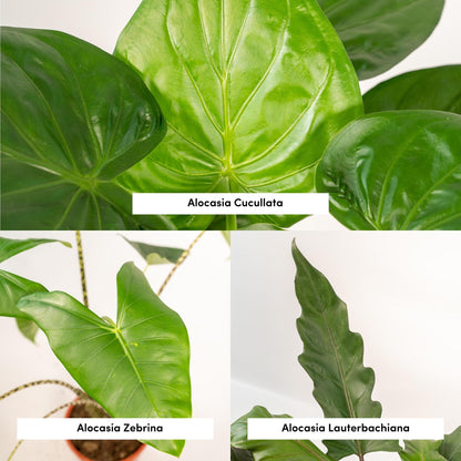 Alocasia 