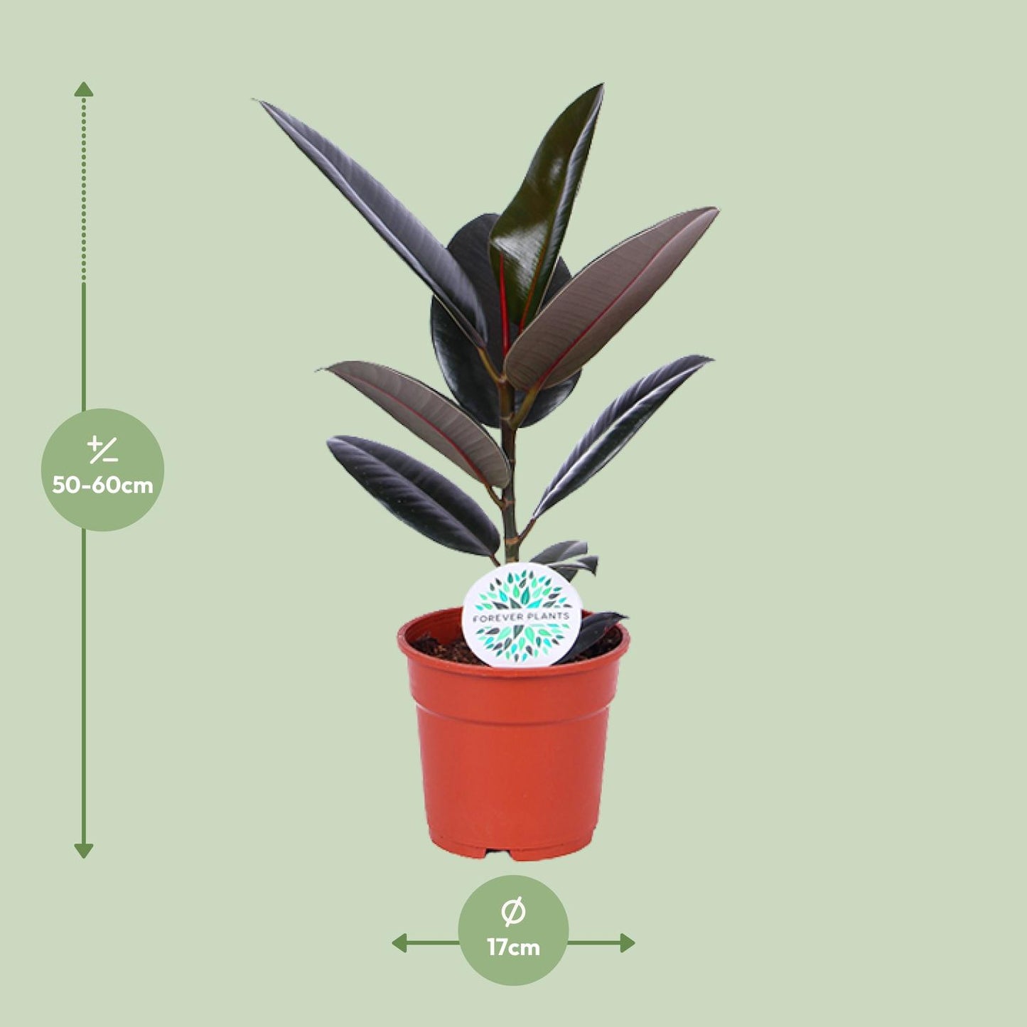 Ficus Elastica Abidjan - Plante d'intérieur