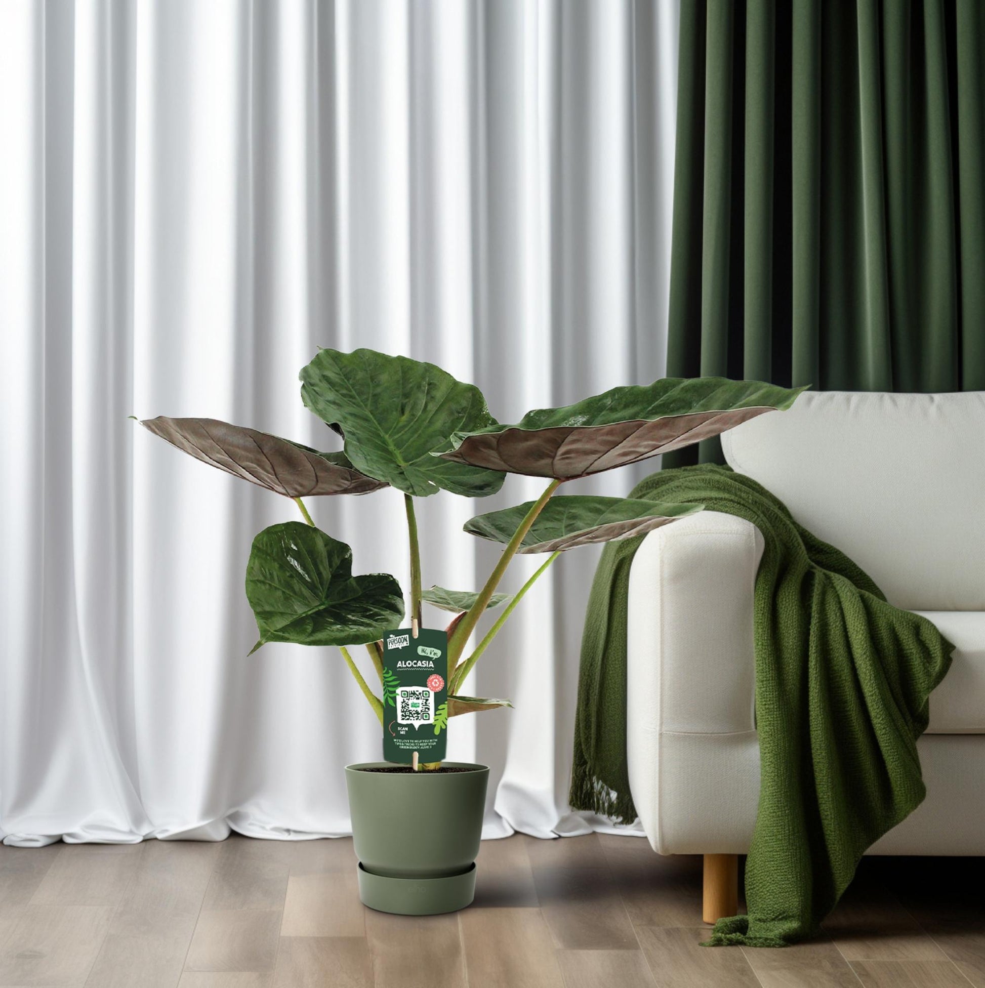Alocasia Wentii