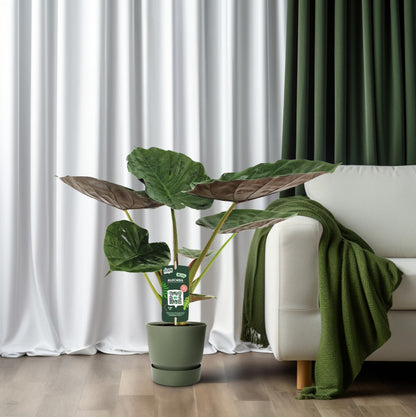 Alocasia Wentii
