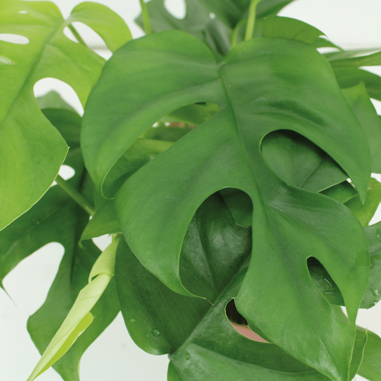 Kokodama Monstera Minima - Plante tropicale d'intérieur