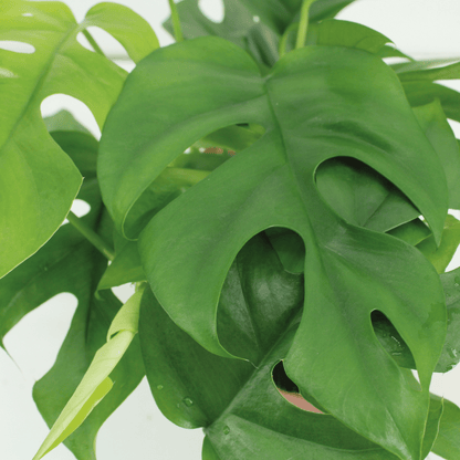 Kokodama Monstera Minima - Plante tropicale d'intérieur