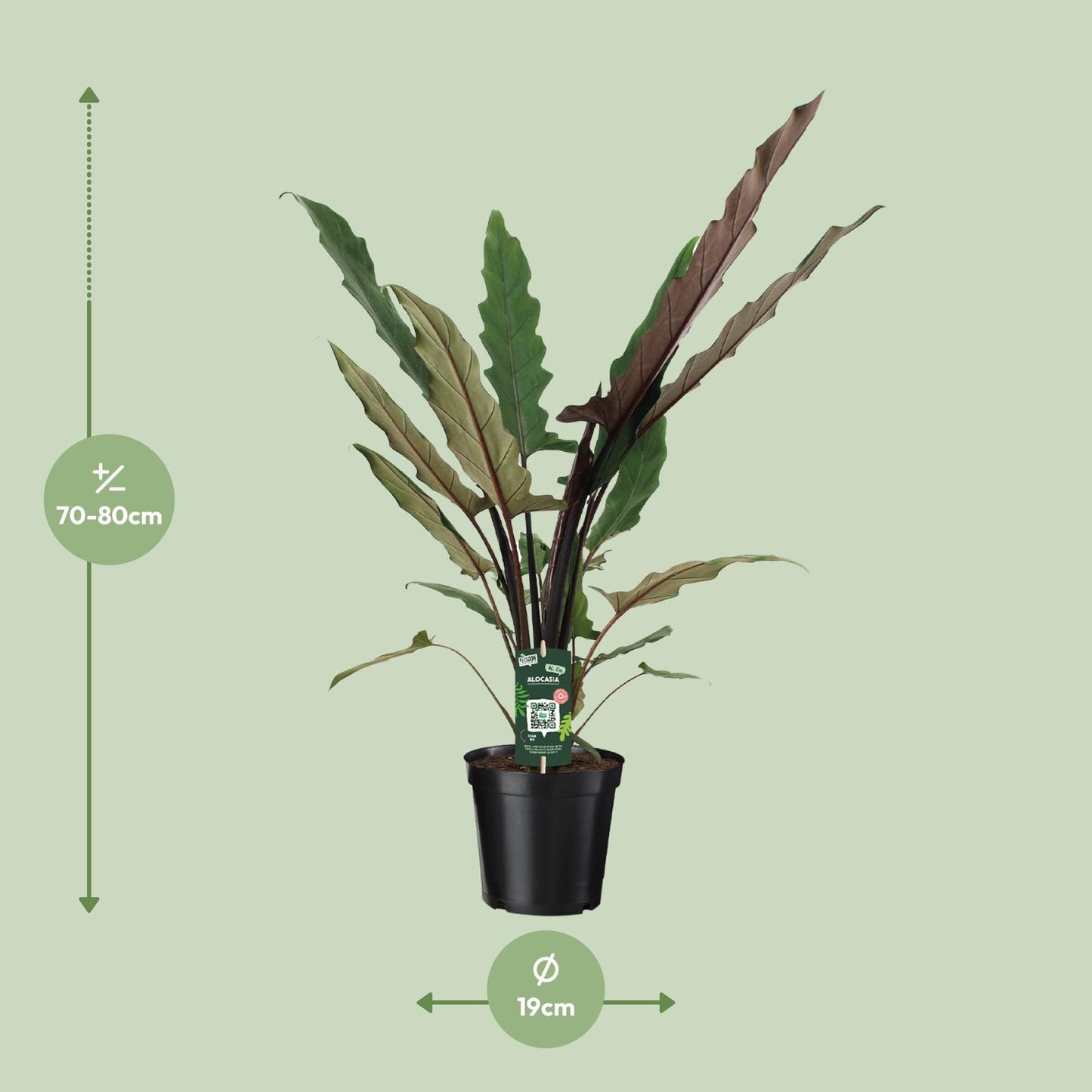 Alocasia Lauterbachiana