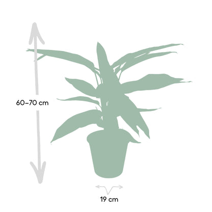  Calathea Triostar - Plante d'intérieur