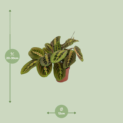 Maranta leuconeura Fascinator