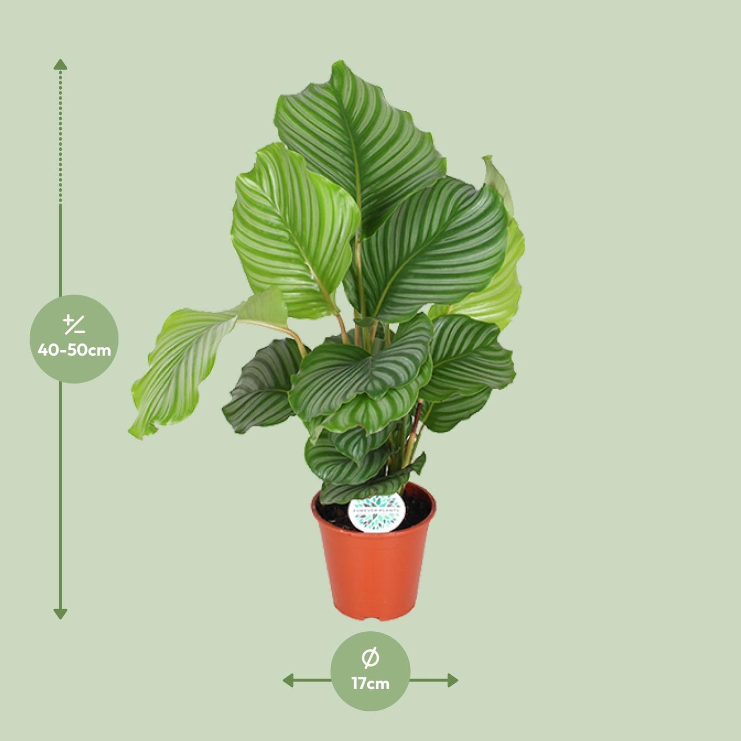Calathea Orbifolia