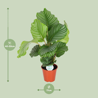 Calathea Orbifolia