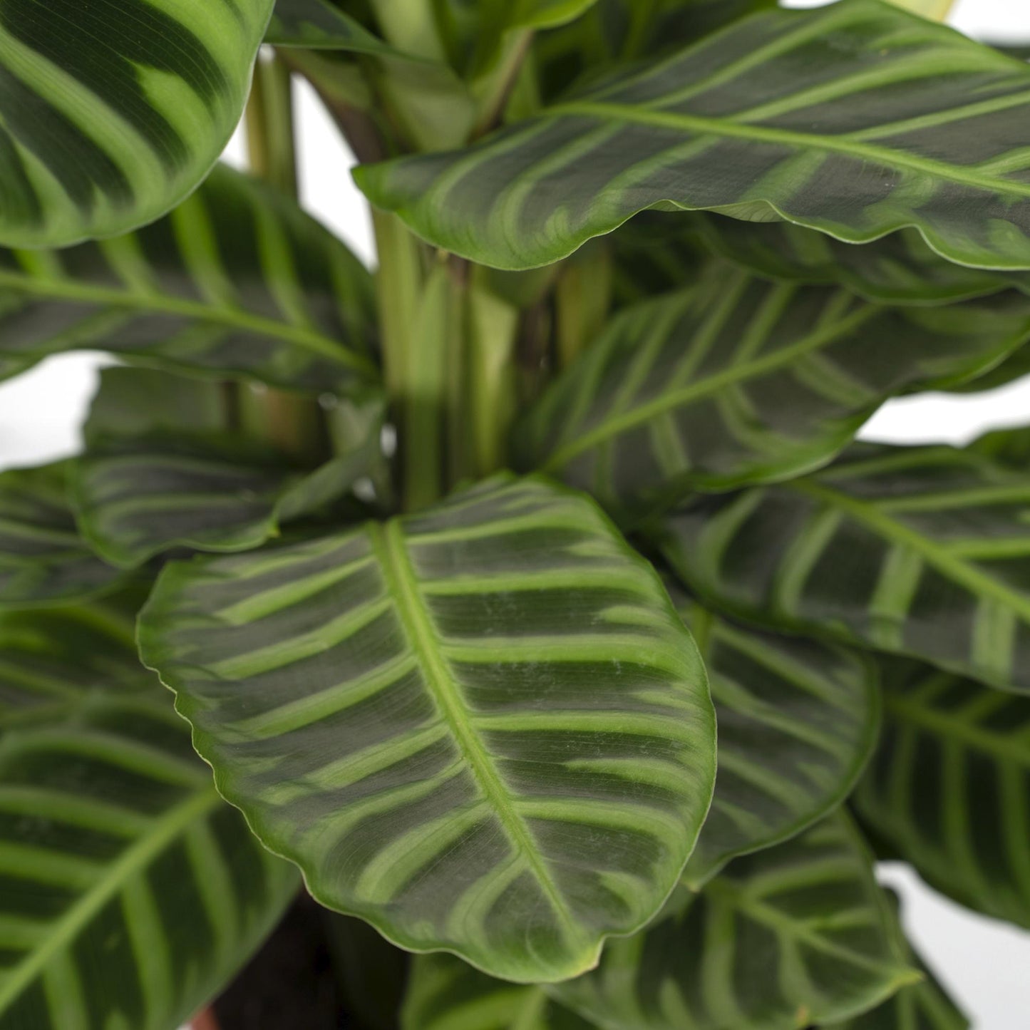 Calathea Zebrina