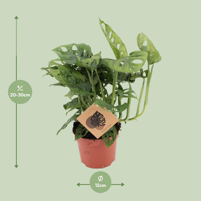 Monstera adansonii