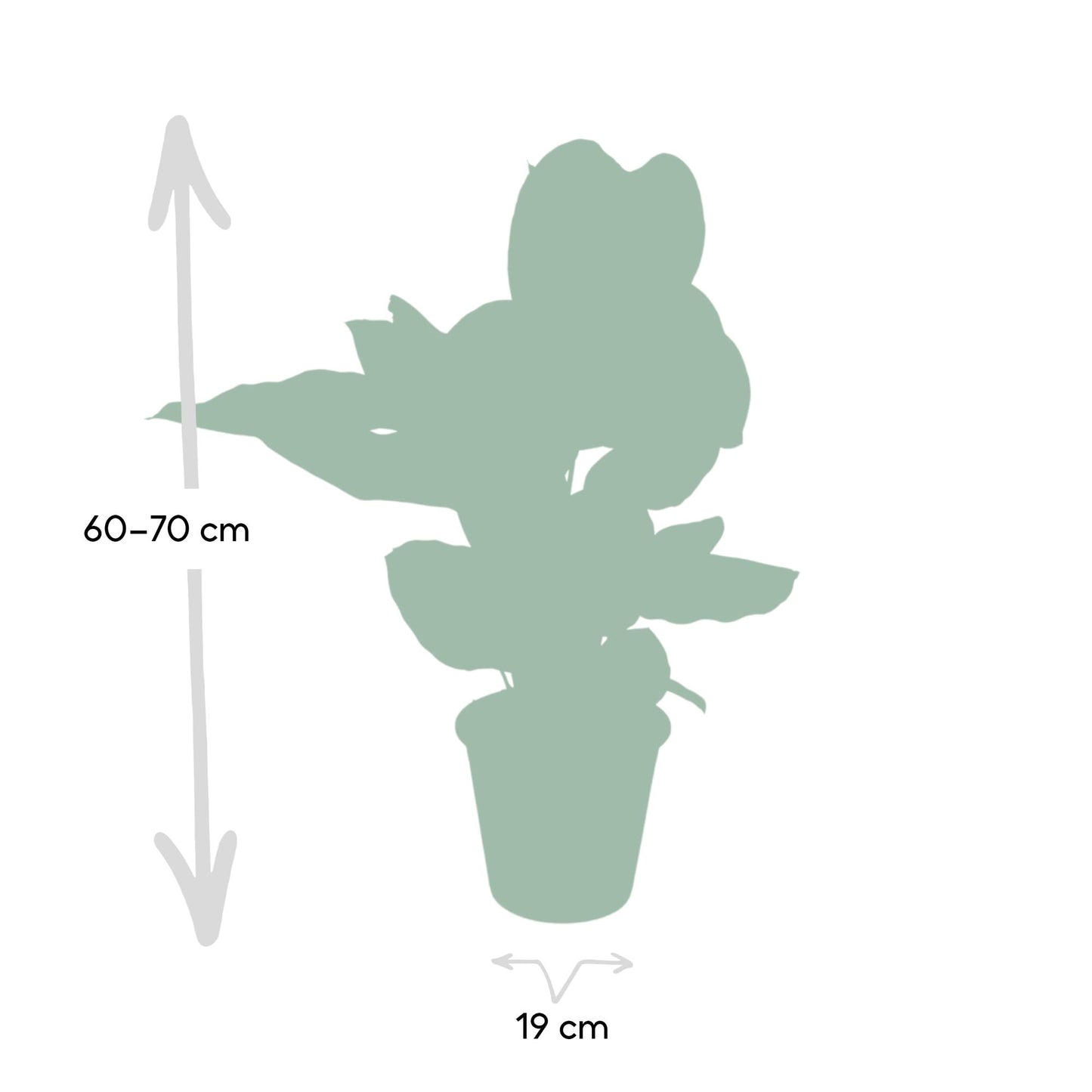 Calathea Ornata