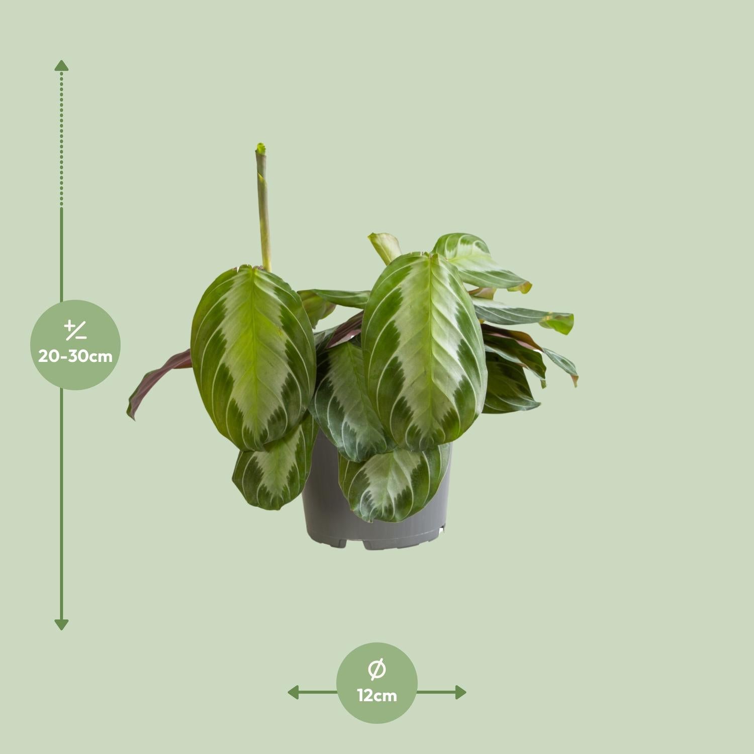 Maranta Leuconeura Silver Band - Plante intérieur tropicale