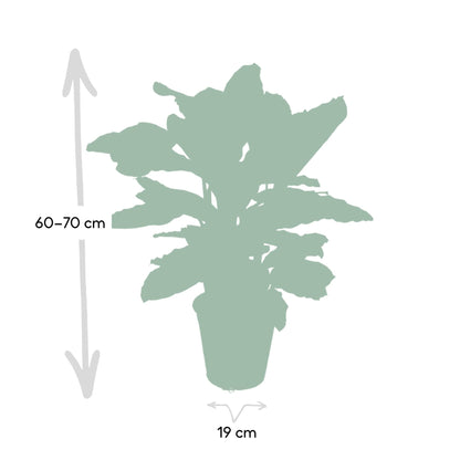 Calathea Zebrina