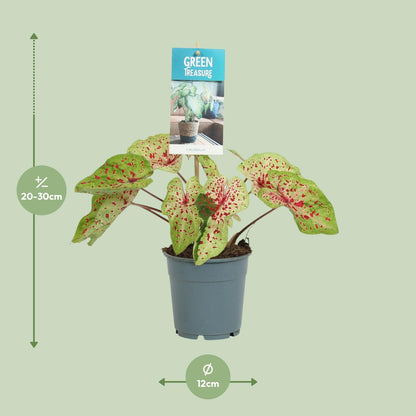 Caladium Miss Muffet S - 25cm
