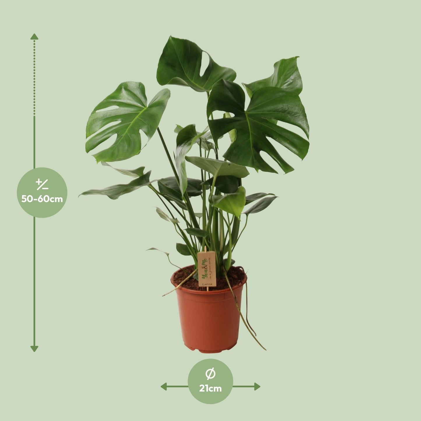 Monstera Deliciosa