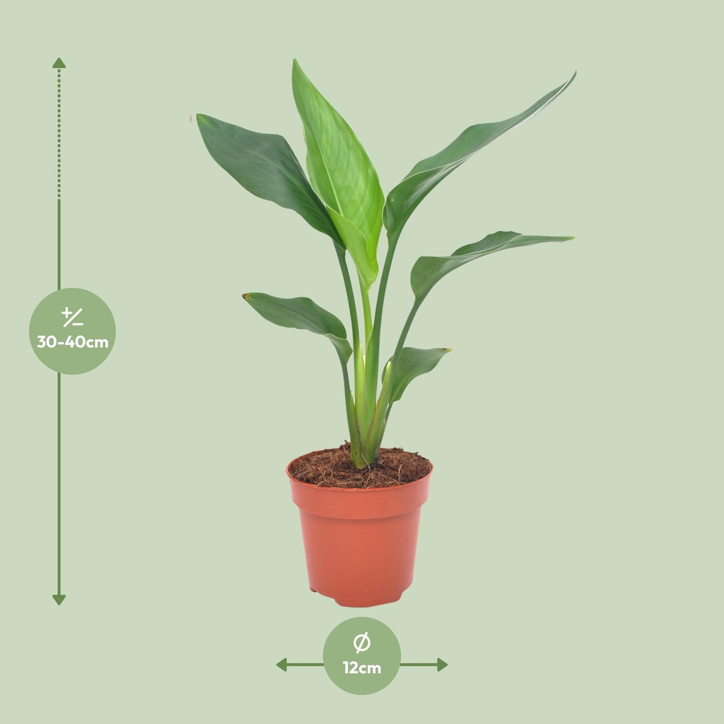 Strelitzia Reginae