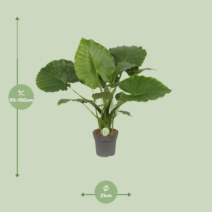 Alocasia Gageana