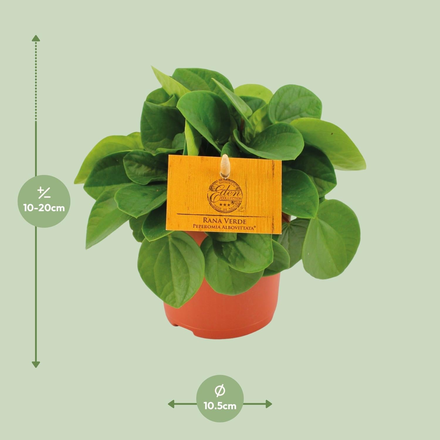Peperomia Rana Verde S - 15cm