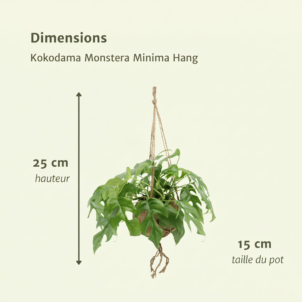 Kokodama Monstera Minima - Plante tropicale d'intérieur